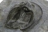 Detailed Scotoharpes Trilobite - Boudib, Morocco #312381-5